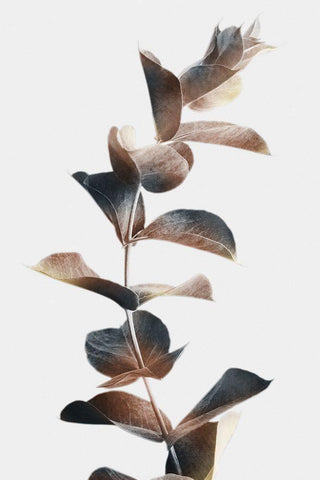 Autumn Eucalyptus 2 White Modern Wood Framed Art Print with Double Matting by Prime, Marcus