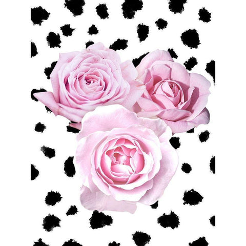 Dalmatian Roses 2 Black Modern Wood Framed Art Print with Double Matting by Prime, Marcus