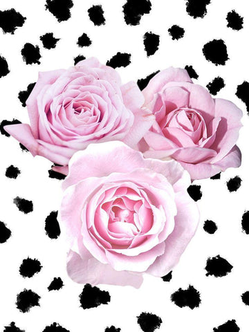 Dalmatian Roses 2 Black Ornate Wood Framed Art Print with Double Matting by Prime, Marcus