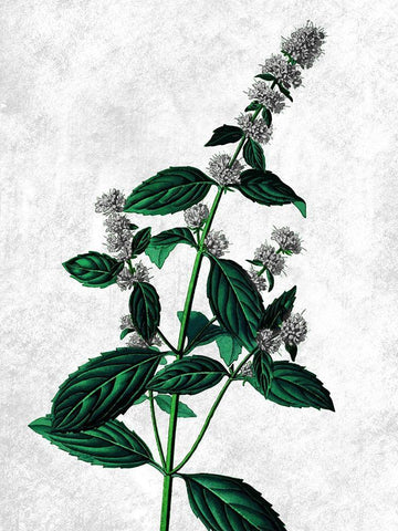 Striking Growth White Modern Wood Framed Art Print with Double Matting by Prime, Marcus