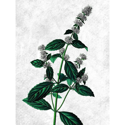 Striking Growth White Modern Wood Framed Art Print by Prime, Marcus