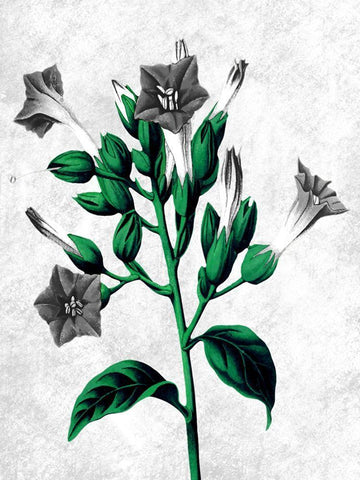 Striking Growth 2 Black Ornate Wood Framed Art Print with Double Matting by Prime, Marcus