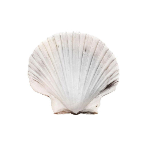 Calming Shell White Modern Wood Framed Art Print by Prime, Marcus