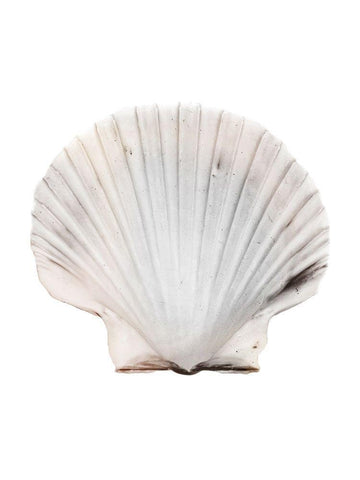 Calming Shell White Modern Wood Framed Art Print with Double Matting by Prime, Marcus