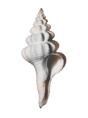 Calming Spiral Shell Black Ornate Wood Framed Art Print with Double Matting by Prime, Marcus