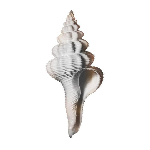 Calming Spiral Shell Black Modern Wood Framed Art Print with Double Matting by Prime, Marcus