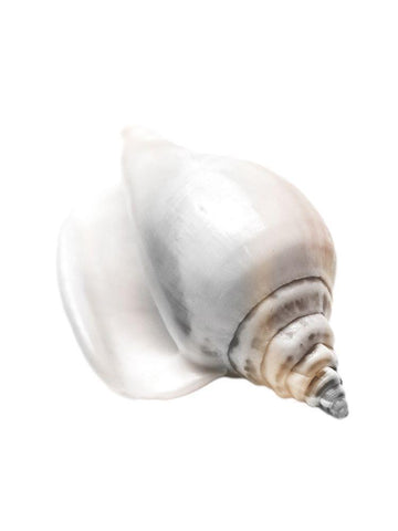 Calming Nautilus Shell White Modern Wood Framed Art Print with Double Matting by Prime, Marcus