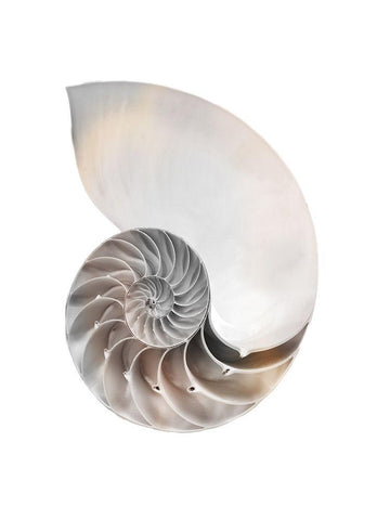 Calming Spiral Shell Black Ornate Wood Framed Art Print with Double Matting by Prime, Marcus