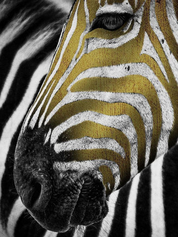 Vibrant Zebra White Modern Wood Framed Art Print with Double Matting by Prime, Marcus