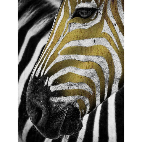 Vibrant Zebra White Modern Wood Framed Art Print by Prime, Marcus