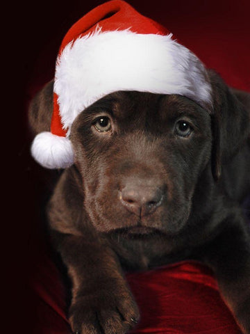 Christmas Pup 1 Black Ornate Wood Framed Art Print with Double Matting by Prime, Marcus