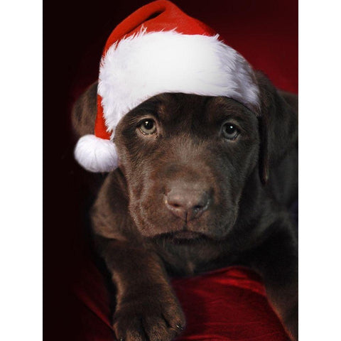 Christmas Pup 1 Gold Ornate Wood Framed Art Print with Double Matting by Prime, Marcus