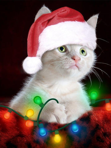 Christmas Kitten White Modern Wood Framed Art Print with Double Matting by Prime, Marcus