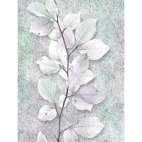 Spring Beauty 1 Black Modern Wood Framed Art Print with Double Matting by Prime, Marcus