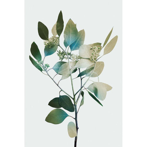 Blonde Eucalyptus 1 Black Modern Wood Framed Art Print with Double Matting by Prime, Marcus