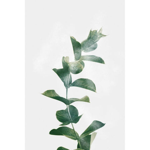 Gold Kissed Eucalyptus White Modern Wood Framed Art Print by Prime, Marcus