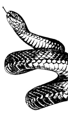 Snake Bite 1 Black Ornate Wood Framed Art Print with Double Matting by Prime, Marcus