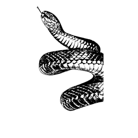Snake Bite 1 White Modern Wood Framed Art Print by Prime, Marcus