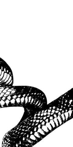 Snake Bite 2 White Modern Wood Framed Art Print with Double Matting by Prime, Marcus