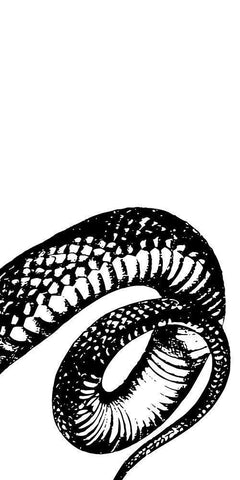 Snake Bite 3 White Modern Wood Framed Art Print with Double Matting by Prime, Marcus