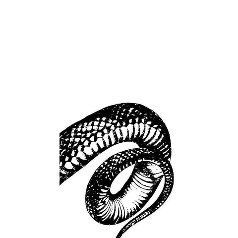 Snake Bite 3 Black Modern Wood Framed Art Print by Prime, Marcus