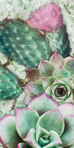 Springtime Succulents 3 Black Ornate Wood Framed Art Print with Double Matting by Prime, Marcus