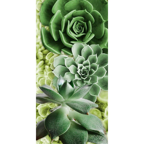 Adored Succulents 5 Gold Ornate Wood Framed Art Print with Double Matting by Prime, Marcus