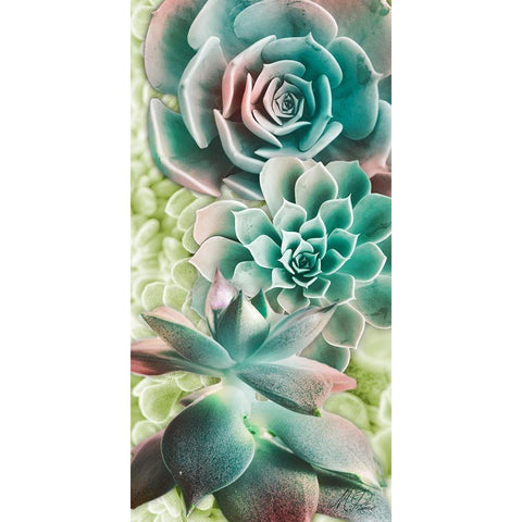 Adored Succulents 6 Gold Ornate Wood Framed Art Print with Double Matting by Prime, Marcus