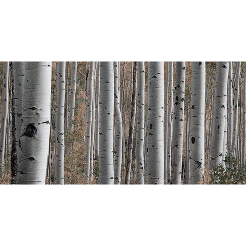 Birch Dream Black Modern Wood Framed Art Print with Double Matting by Prime, Marcus