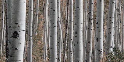 Birch Dream White Modern Wood Framed Art Print with Double Matting by Prime, Marcus