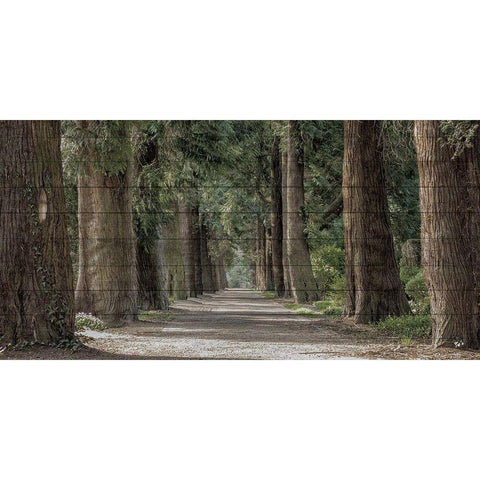 Wilderness Stroll Black Modern Wood Framed Art Print by Prime, Marcus