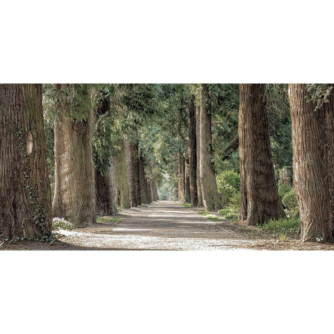 Wilderness Stroll 2 Black Modern Wood Framed Art Print with Double Matting by Prime, Marcus