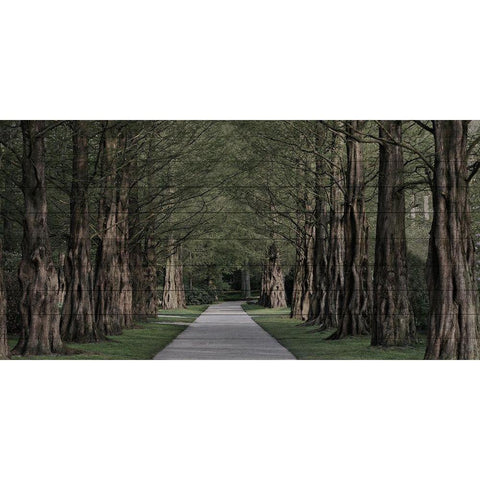 Freedom Road White Modern Wood Framed Art Print by Prime, Marcus