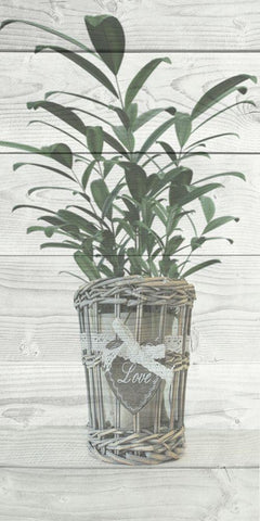 Loving Plant White Modern Wood Framed Art Print with Double Matting by Prime, Marcus