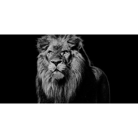 King Emerges 1 White Modern Wood Framed Art Print by Prime, Marcus