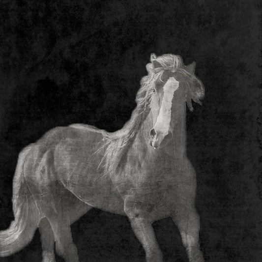 Image Only