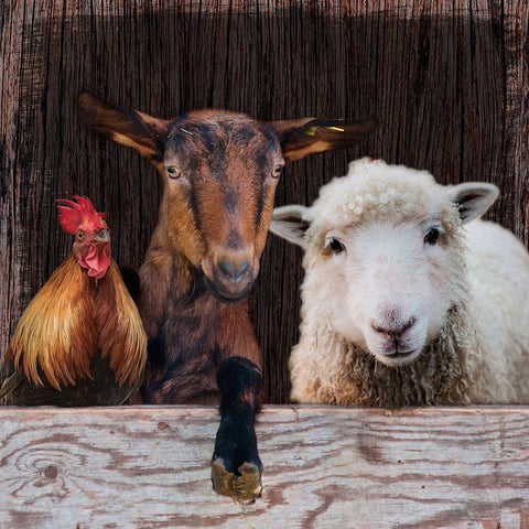 Farm Life White Modern Wood Framed Art Print by Prime, Marcus