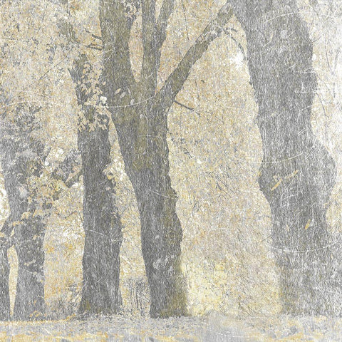Lost Woods 1 Black Modern Wood Framed Art Print with Double Matting by Prime, Marcus