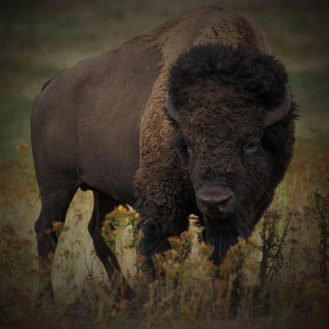 Vigilant Bison Black Ornate Wood Framed Art Print with Double Matting by Prime, Marcus