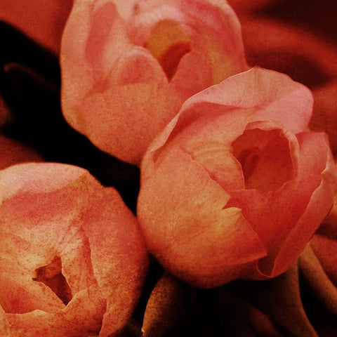 Floral Spice Black Modern Wood Framed Art Print by Prime, Marcus