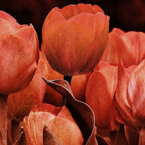 Floral Spice 2 Black Modern Wood Framed Art Print by Prime, Marcus