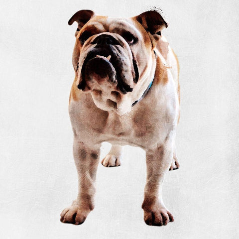 Yearning Bulldog Black Modern Wood Framed Art Print with Double Matting by Prime, Marcus