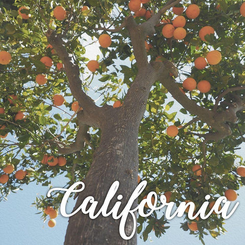 California Orange 1 Black Modern Wood Framed Art Print by Prime, Marcus