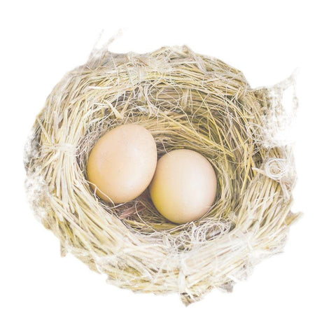 Pleasant Nesting White Modern Wood Framed Art Print by Prime, Marcus