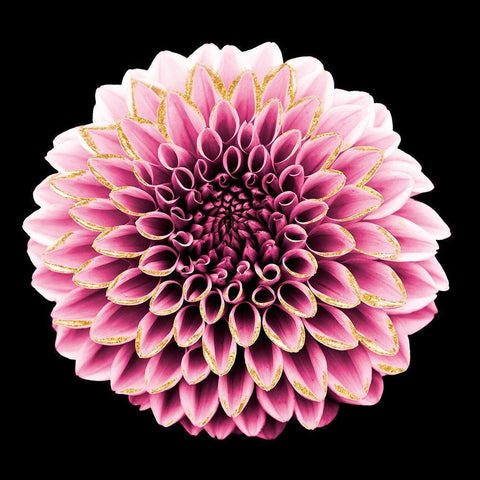 Dahlia Embrace 1 White Modern Wood Framed Art Print by Prime, Marcus