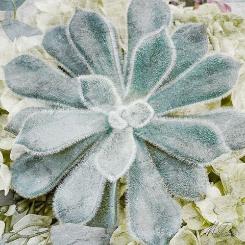 Adored Succulents White Modern Wood Framed Art Print with Double Matting by Prime, Marcus