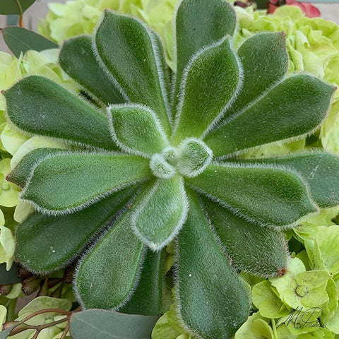 Adored Succulents 4 White Modern Wood Framed Art Print by Prime, Marcus