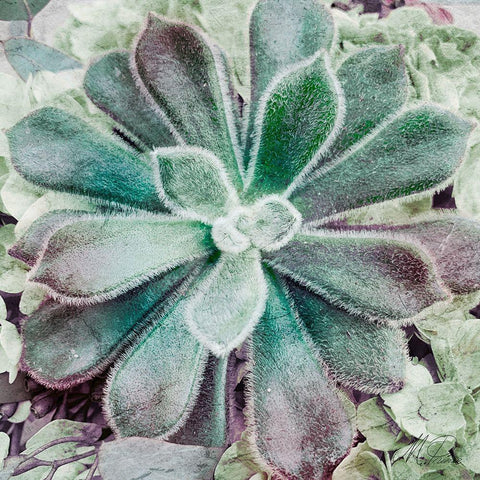 Springtime Succulents 1 Black Modern Wood Framed Art Print by Prime, Marcus