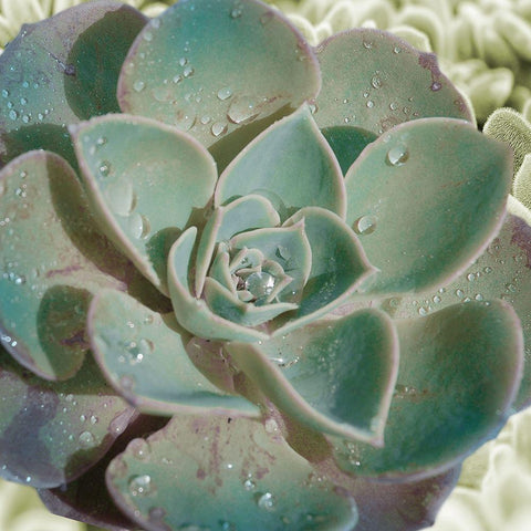 Springtime Joys 2 Black Modern Wood Framed Art Print by Prime, Marcus