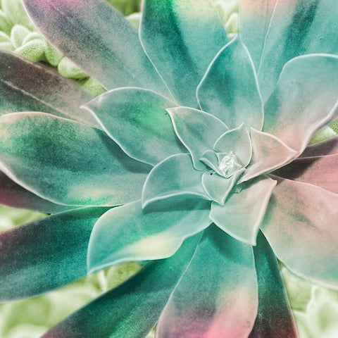 Springtime Magnifique 1 Black Ornate Wood Framed Art Print with Double Matting by Prime, Marcus